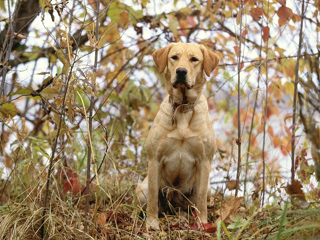 Commanding Presence